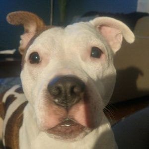 Meet your Posher, Dimitri